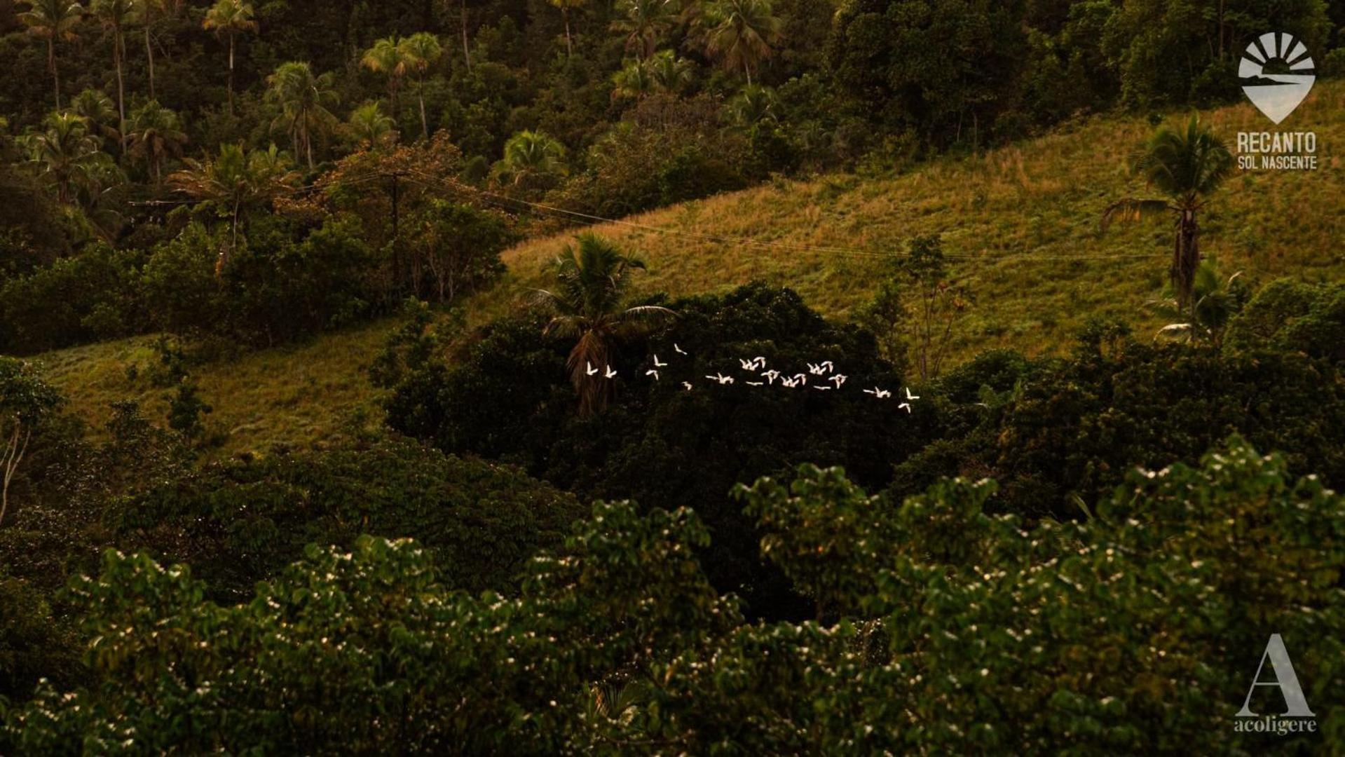 Hotel Pousada Recanto Sol Nascente, Luxo E Proximidade Com A Natureza Rio Formoso Exteriér fotografie