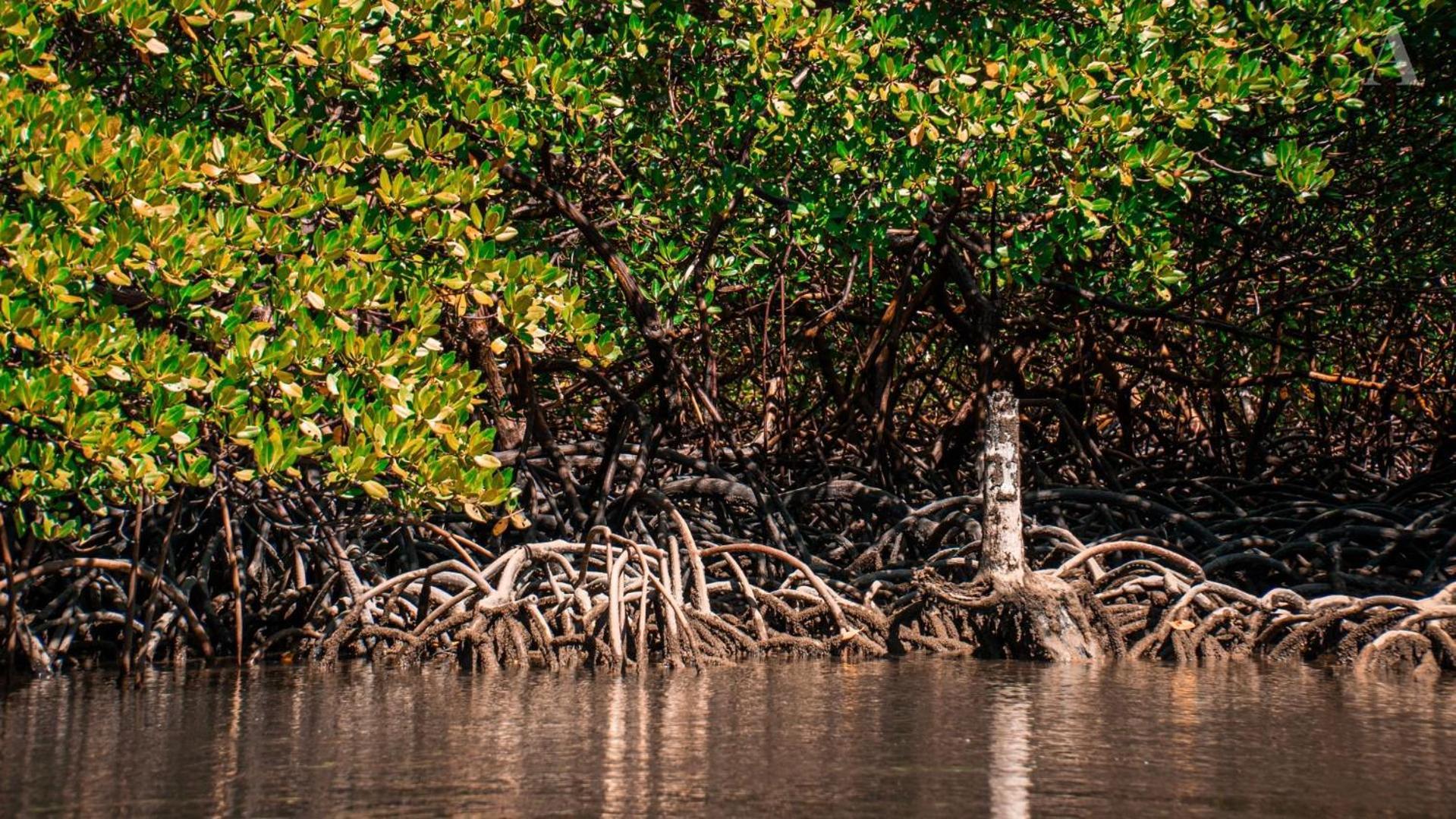 Hotel Pousada Recanto Sol Nascente, Luxo E Proximidade Com A Natureza Rio Formoso Exteriér fotografie