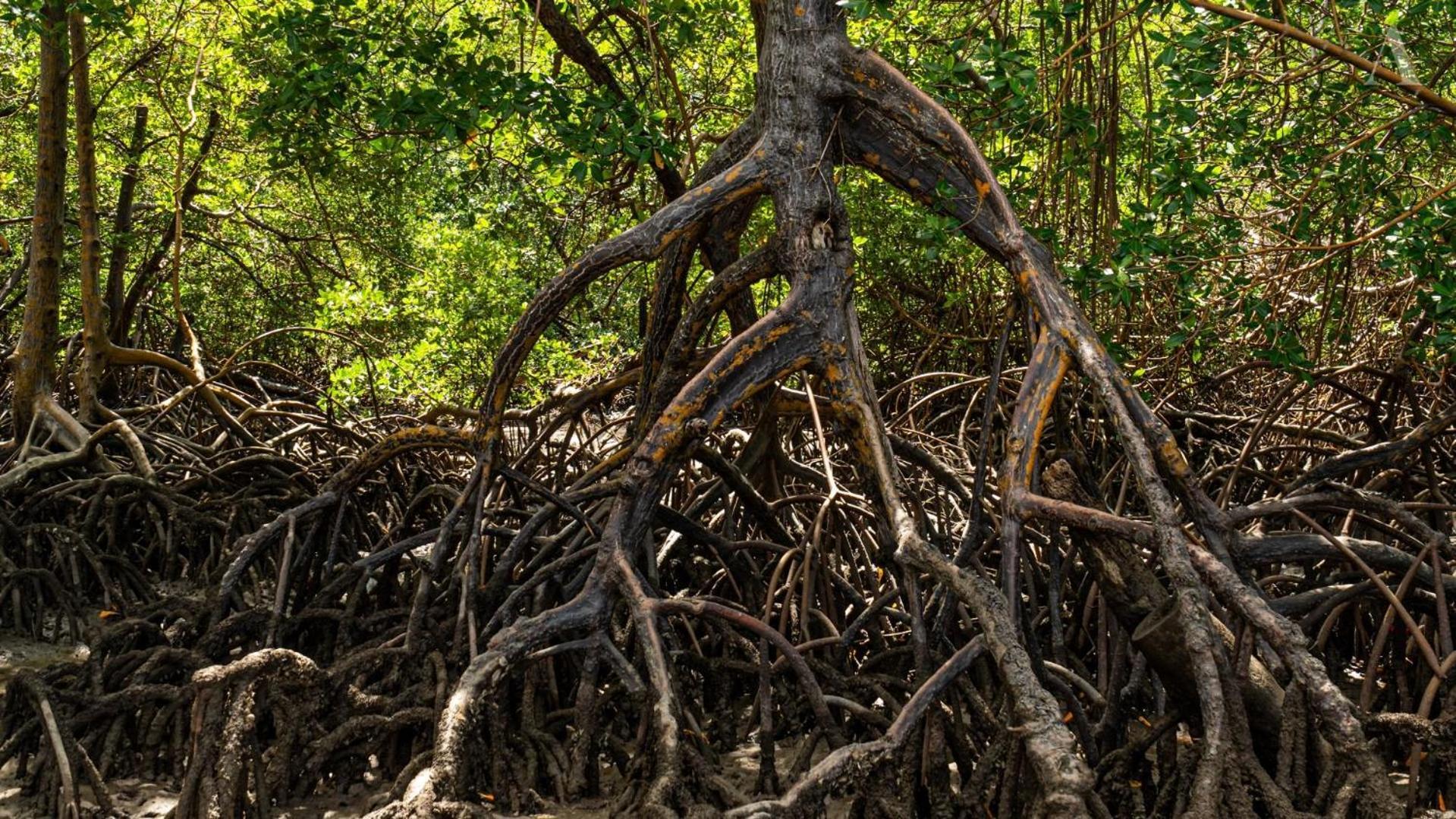 Hotel Pousada Recanto Sol Nascente, Luxo E Proximidade Com A Natureza Rio Formoso Exteriér fotografie