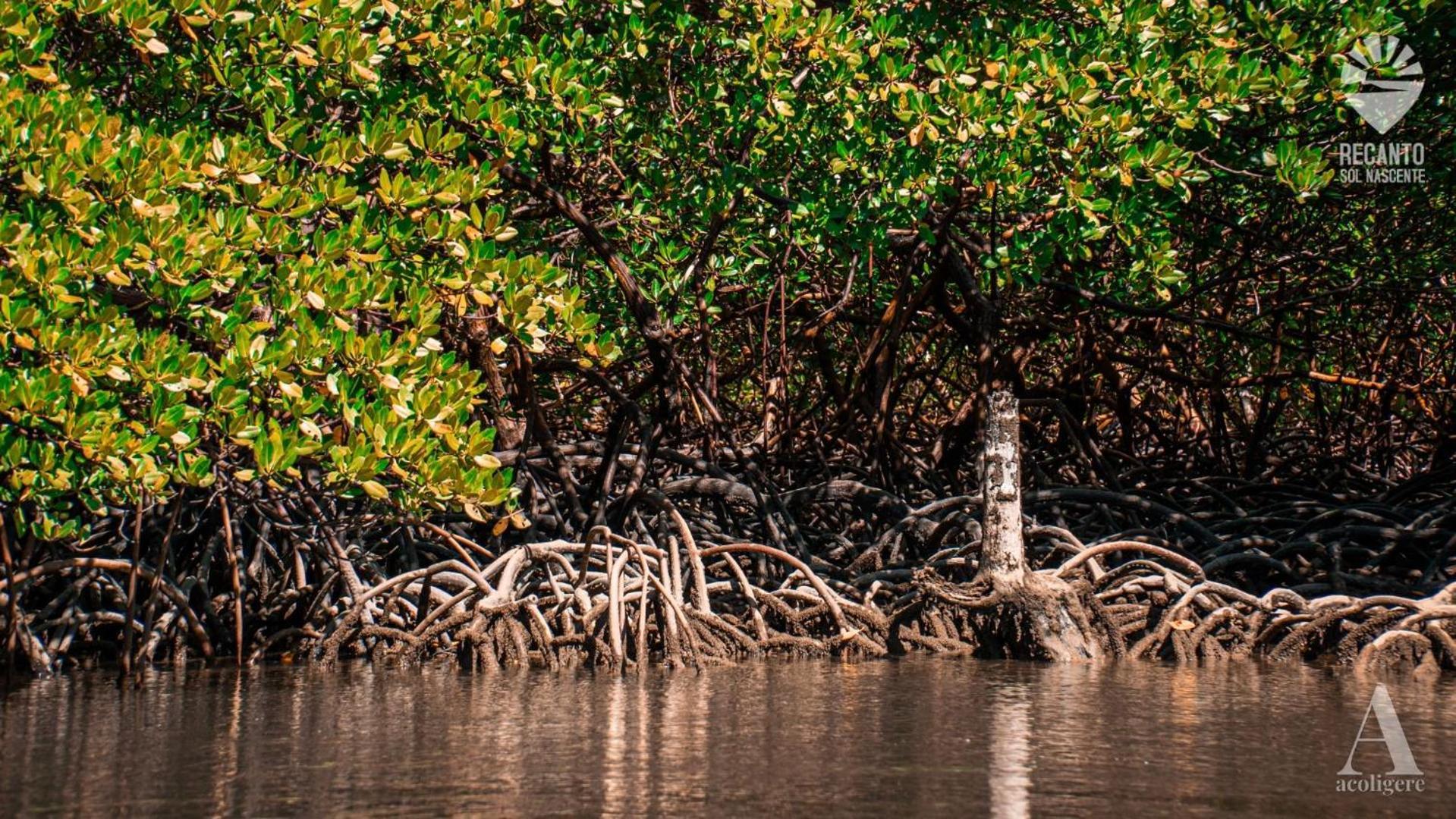 Hotel Pousada Recanto Sol Nascente, Luxo E Proximidade Com A Natureza Rio Formoso Exteriér fotografie