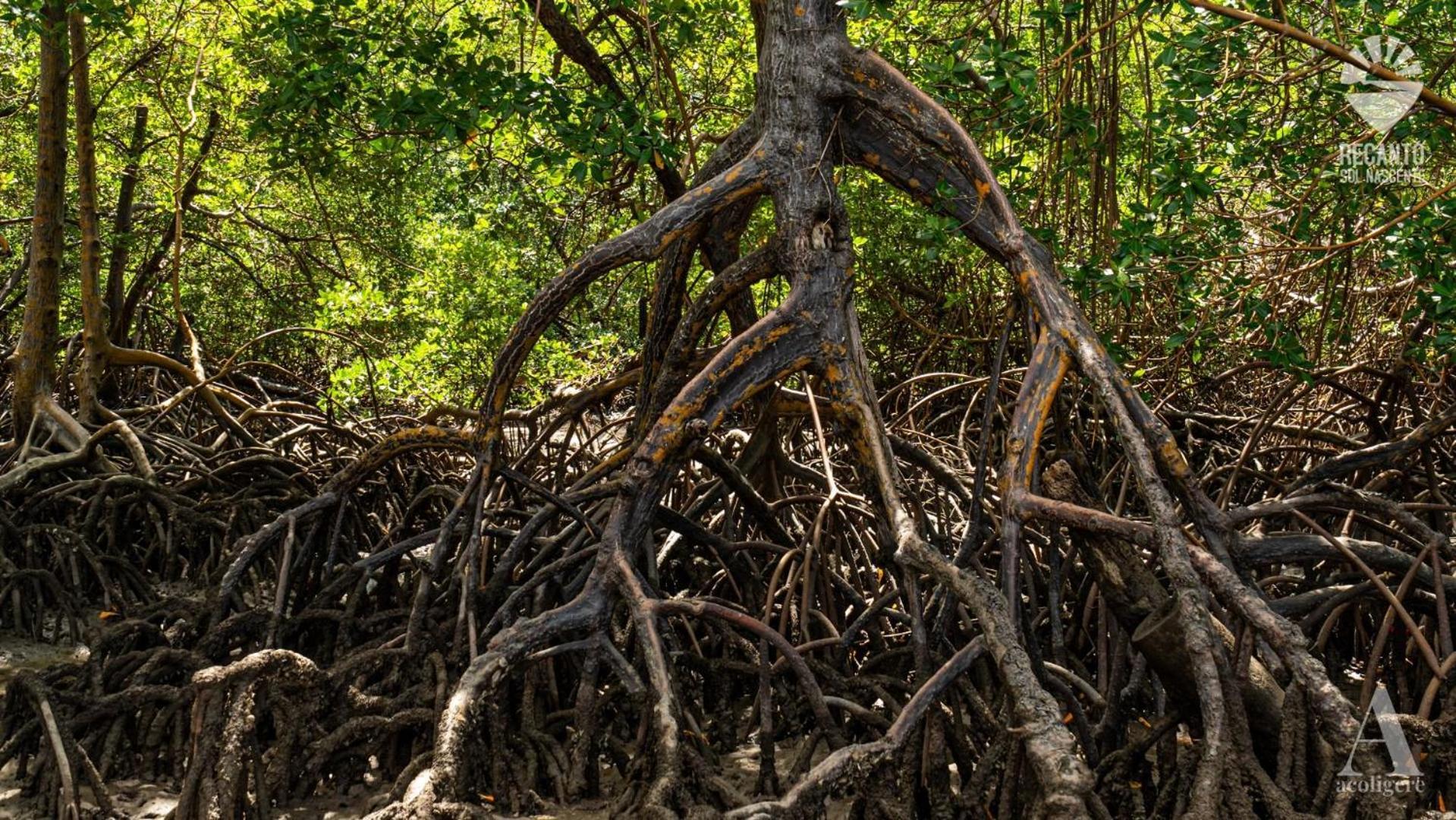Hotel Pousada Recanto Sol Nascente, Luxo E Proximidade Com A Natureza Rio Formoso Exteriér fotografie